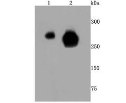 RNA Polymerase II/POLR2A (ac Ser5) Rabbit anti-Human, Mouse, Rat, Clone: